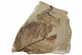 Fossil Leaf (Alnus) - McAbee, BC #226121-1
